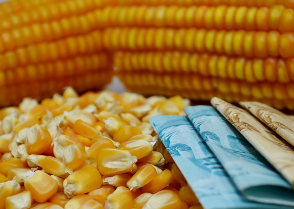 Preço Do Milho Sobe Com Demanda Aquecida Análise Agrolink Agricenter